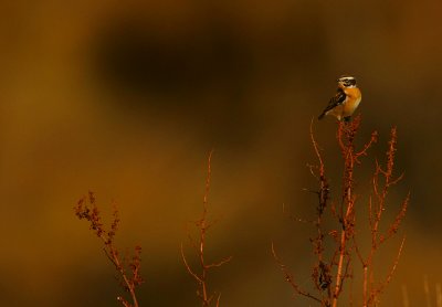 Whinchat at sunset