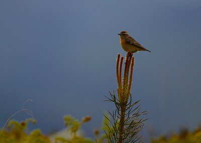 Whinchat female