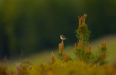 Whinchat male in habitat
