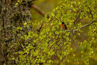 Redstart male in habitat
