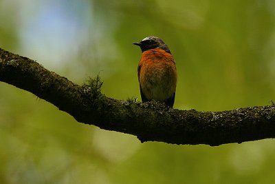 Redstart male