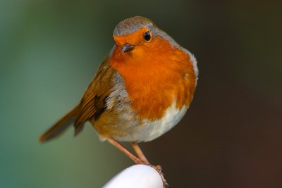 Robin