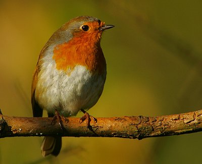 Robin