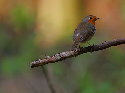 Robin