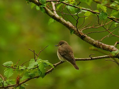 Spotted Flycatcher
