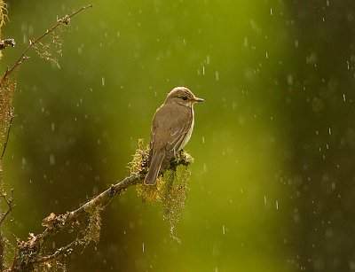 Spotted Flycatcher in the rain