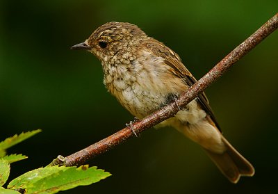 Spotted Flycatcher juvenile