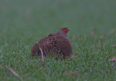 Grey Partridge in the gloom