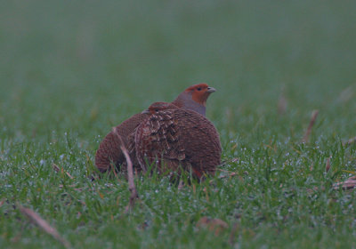 Grey Partridge in the gloom