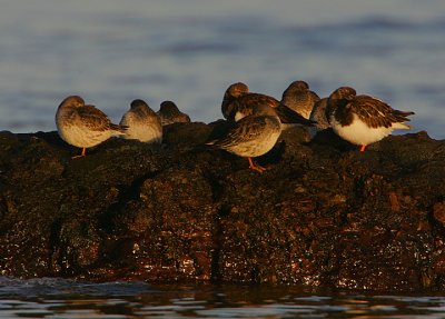 Purple Sandpipers & Turnstones  roosting