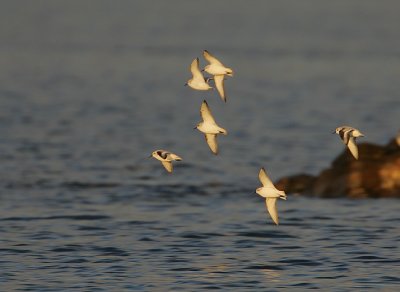 Sanderling in flight