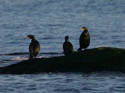 Shags roosting