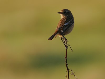 Stonechat female