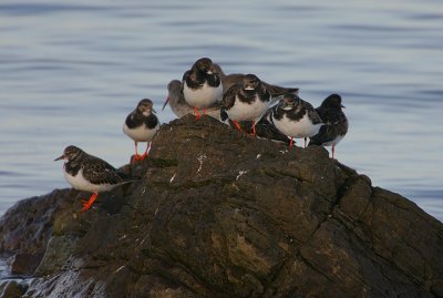 Turnstone roost