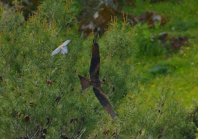 BLACK KITE MOBBED BY IBERIAN  MAGPIE