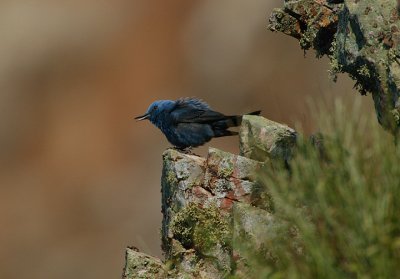 BLUE ROCK THRUSH MALE