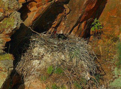 BLACK STORK  AT THE NEST