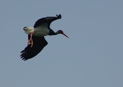 BLACK STORK LANDING