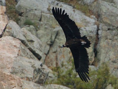 BLACK VULTURE