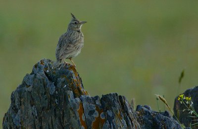 CRESTED LARK