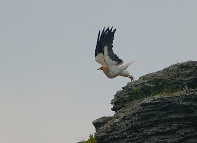 EGYPTIAN VULTURE TAKE-OFF