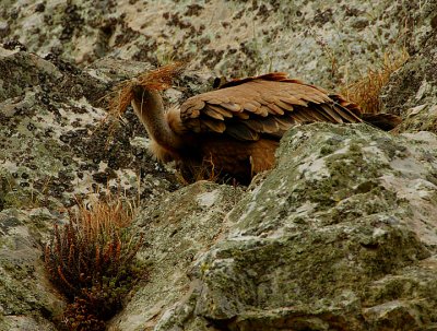 GRIFFON COLLECTING NESTING MATERIAL