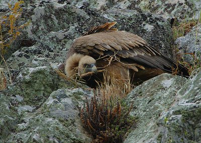 GRIFFON COLLECTING NESTING MATERIAL