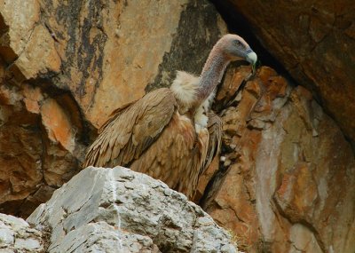 GRIFFON VULTURE