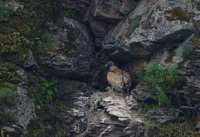 GRIFFON VULTURE  & YOUNGSTER