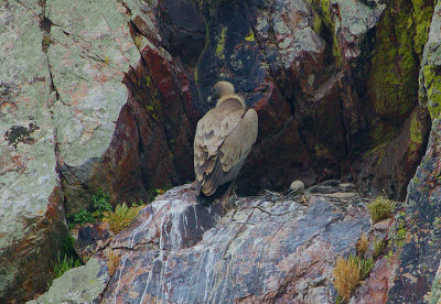 GRIFFON VULTURE  & YOUNGSTER