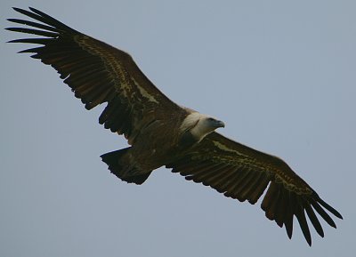 GRIFFON VULTURE SOARING