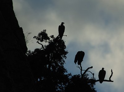 GRIFFON VULTURES  DUSK