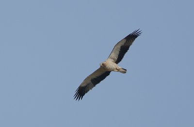 BOOTED EAGLE -PALE PHASE