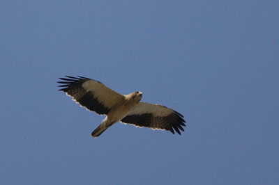 BOOTED EAGLE -PALE PHASE