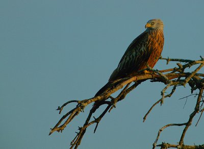 RED KITE