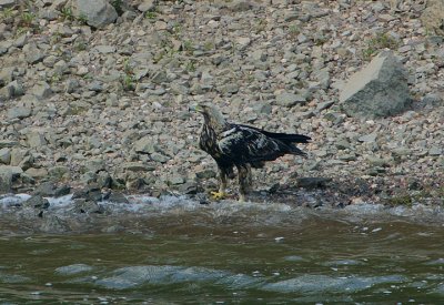 SPANISH IMPERIAL EAGLE -4CY BIRD