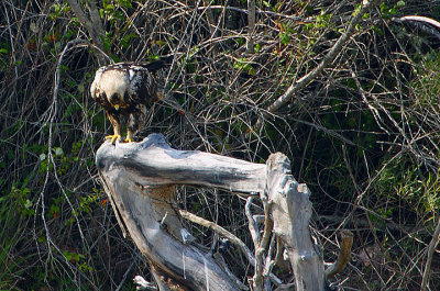 SPANISH IMPERIAL EAGLE -4CY BIRD