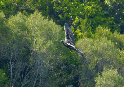 SPANISH IMPERIAL EAGLE -4CY BIRD