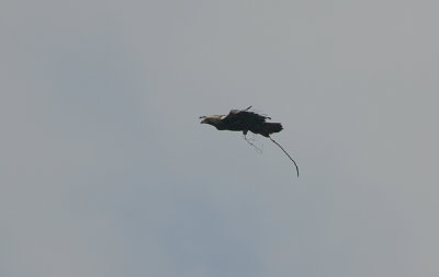 SPANISH IMPERIAL EAGLE CARRYING NESTING MATERIAL