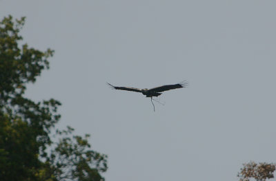 SPANISH IMPERIAL EAGLE CARRYING NESTING MATERIAL