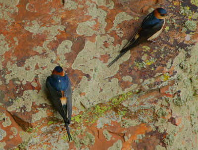RED-RUMPED SWALLOWS