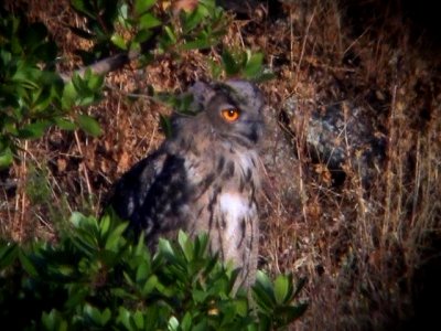 Eagle Owl -adult