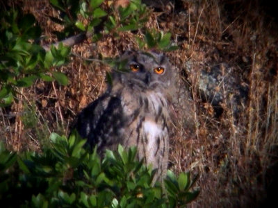 Eagle Owl -adult