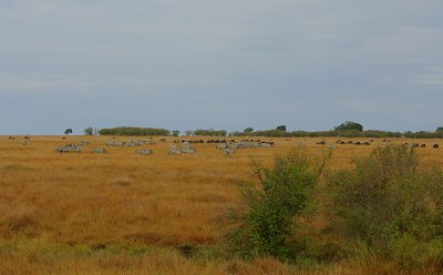 Mixed herd of Zebra  & Wildebeeste