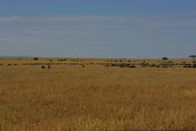 Wildebeeste herd spreads out