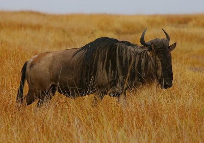 Blue Wildebeest (Connochaetes taurinus)