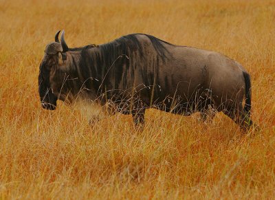 Blue Wildebeest (Connochaetes taurinus)