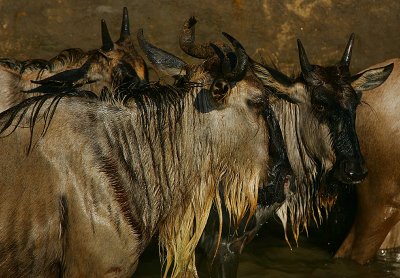 Wildebeest panic at the river