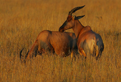 Topi @ sunrise