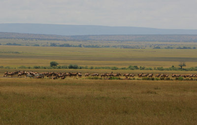 Mixed herd of  Topi  & Zebra in short grass plains
